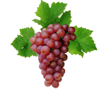 struguri grapes