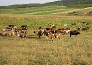 Cireada de vite in Lunca Moldovei